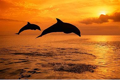 大自然动作冒险游戏《AWAY》5月25日登陆PS主机平台